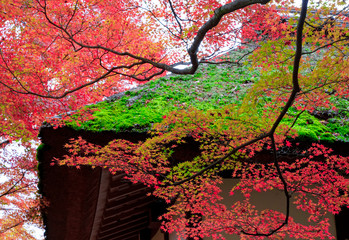 Obraz na płótnie Canvas tree in autumn
