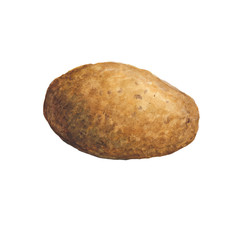 Watercolor illustration of potatoes