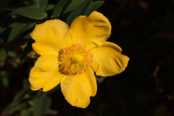 St John's Wort 'Hidcote' Plant illuminated by late afternnon sunlight