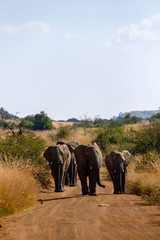 Elephants on the road - 282628098