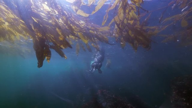 Wide Angle: Rare Sea Otters Swimming Through a Patch of Seaweed Above a Reef - Monterey, CA