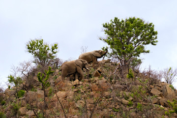 Elephants herd on a hill - 282628478