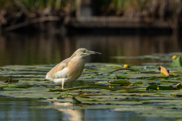 Crayfish egret perched on its branch waiting to fish in the river