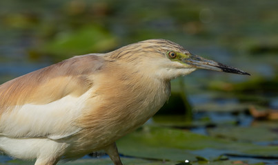 Close detail of crawfish egret perched on its branch waiting to fish in the river