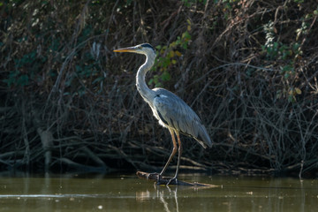 Garcilla Real waiting at his innkeeper to fish in the river