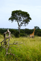 Giraffe at a tree - 282628852