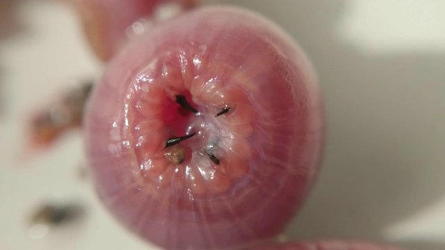 Macro footage of the head of annelid Glycera dibranchiata also called American worm used by fisherman like attractive bait usually in surfcasting fishing