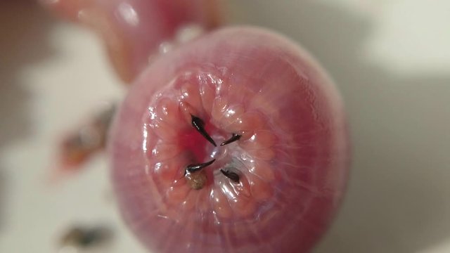 Macro footage of the head of annelid Glycera dibranchiata also called American worm used by fisherman like attractive bait usually in surfcasting fishing