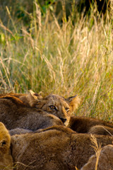 Lion cub relaxing - 282629015