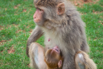 Macaque monkey on a green lawn feeds its young with breast milk
