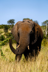 Elephant up close - 282629049