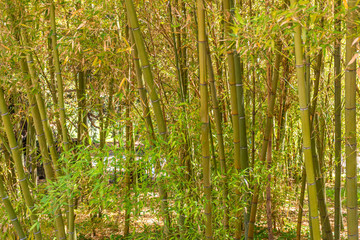 Fototapeta na wymiar Italy, Naples, botanical garden, bamboo bush