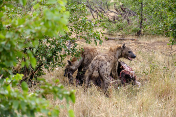Hyena's hunting - 282629095