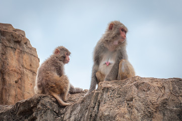 An adult female macaque with her cub is sitting on a cliff top.