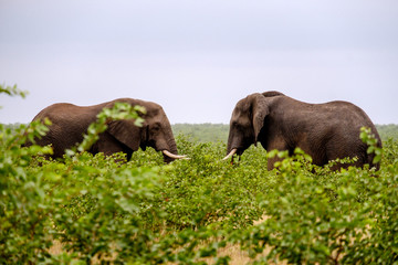 Elephants stare down  - 282629204