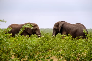 Fotobehang Elephants stare down  © Jorrit