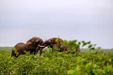 Elephants hugging - 282629210