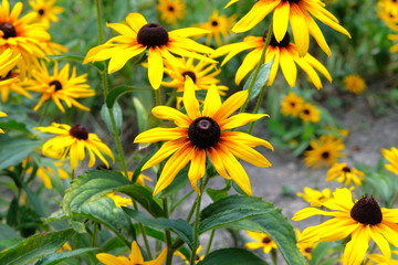 Yellow Echinacea flower on green nature background, close up. Patch of coneflower in meadow. Bright flowers.