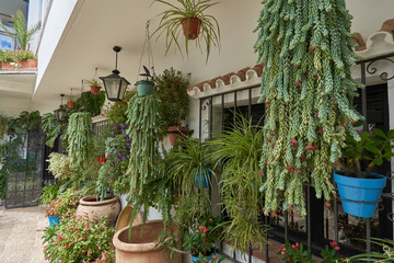 Plants and flowers on brick wall