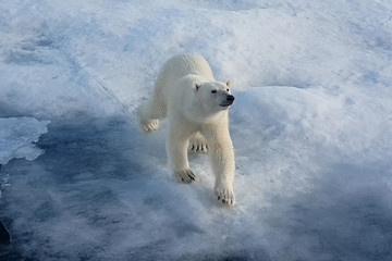 Naklejka na ściany i meble Polar bear on an ice floe. Arctic predator
