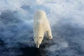 Polar bear on an ice floe. Arctic predator