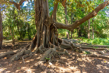 Fototapeta na wymiar Italy, Naples, botanical garden, large tree with large roots, view and detail