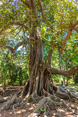 Italy, Naples, botanical garden, large tree with large roots, view and detail