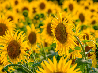 Naklejka premium Blooming sunflowers in the backlight. A cheerful symbol of a warm sunny summer.