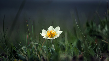 White flower in green grass