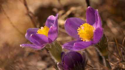 purple flowers buttercups in the sun