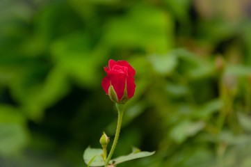 red tulip in the garden