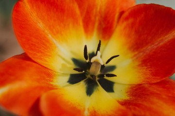 Orange tulip flower macro