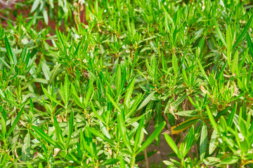 Natural wall background ​texture