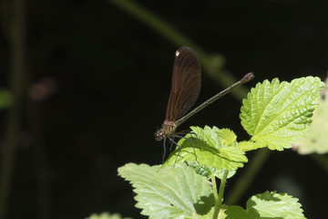 Libellula damigella Damselfly