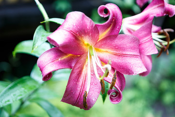 Purple lily flower macro