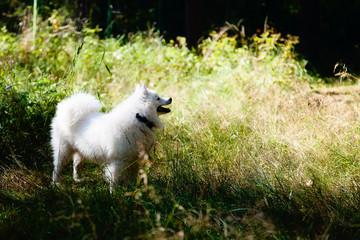 White dog - Japanese Spitz stands in the forest in tall grass on a Sunny day