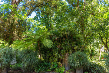 Italy, Naples, botanical garden, floral landscape with trees and plants