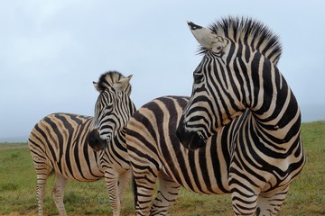 zebra in South africa 