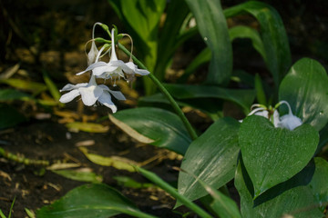 Tropics, jungle, beautiful eucharis grow