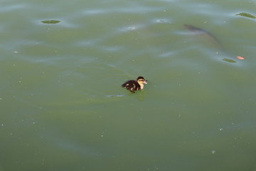 Baby Duck swimming alone in lake