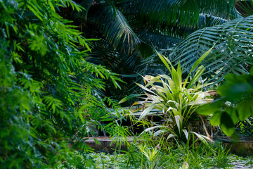 Tropics, jungle, green palm tree grows