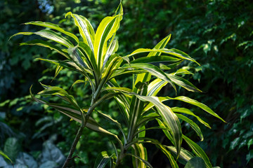 Obraz premium Tropics, jungle, beautiful green plants grow. Foliage.