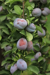 plums