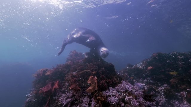Wide Angle: A Rare Sea Otter Explores a Reef Before Swimming Away - Monterey, CA