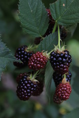 blackberry