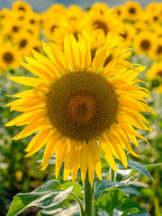 Blooming sunflowers in the backlight. A cheerful symbol of a warm sunny summer.