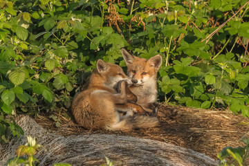 Obraz premium rotfuchs