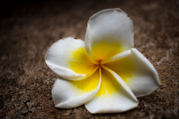 Plumeria white bloom