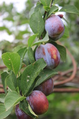 plums