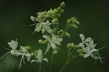 flower on black background [kerala flower peravalam]